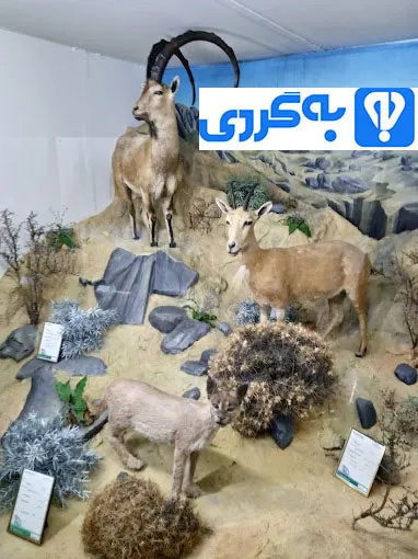 موزه تاریخ طبیعی همدان